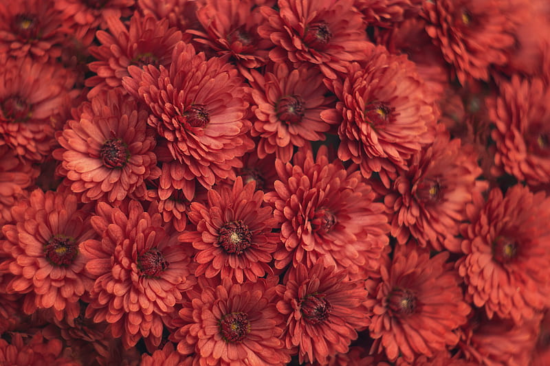 chrysanthemum, flowers, red, macro, HD wallpaper