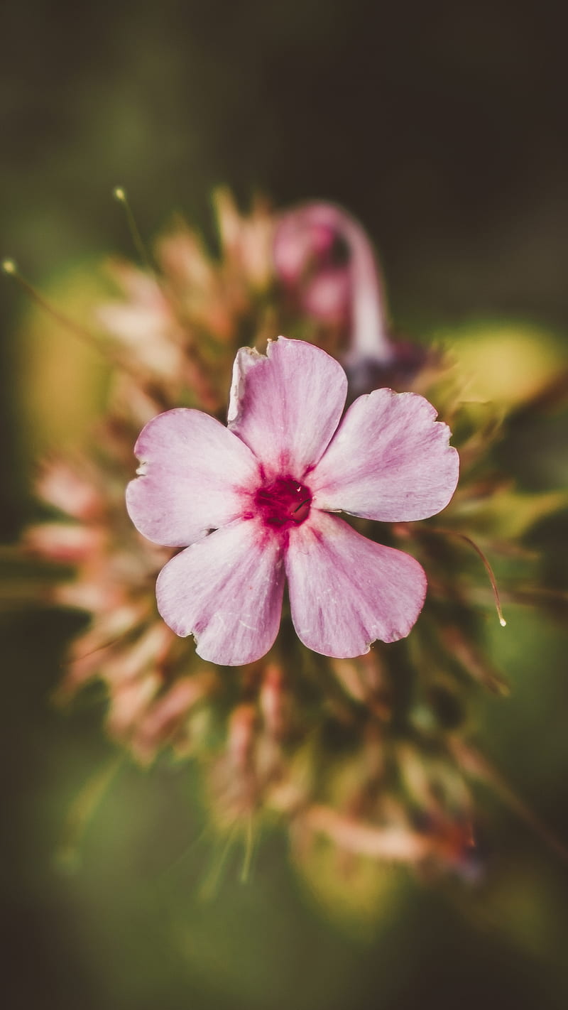 El mundo es solo, otoño, primavera, flores, flor, pensamiento, rosa,  colorido, Fondo de pantalla de teléfono HD | Peakpx