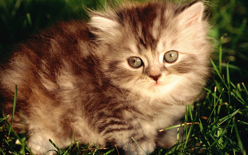 29 Persian silver patch tabby kitten, HD wallpaper