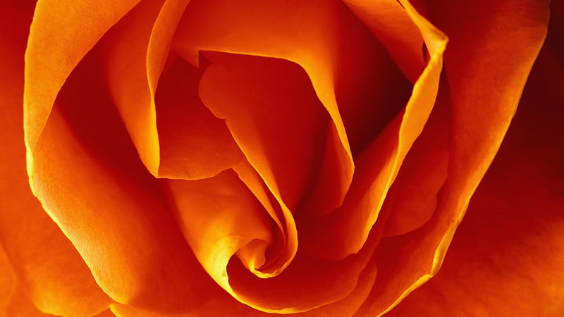 Orange Rose, smells, rose, romance, love, nature, petals, HD wallpaper