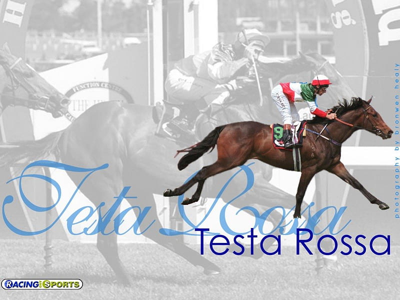 Testa Rossa, Gray, horses, Animals, race horse, HD wallpaper