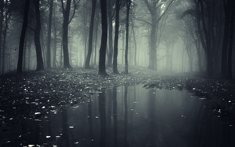 Mystic Forest, forest, dark, nature, rain, fog, mist, HD wallpaper