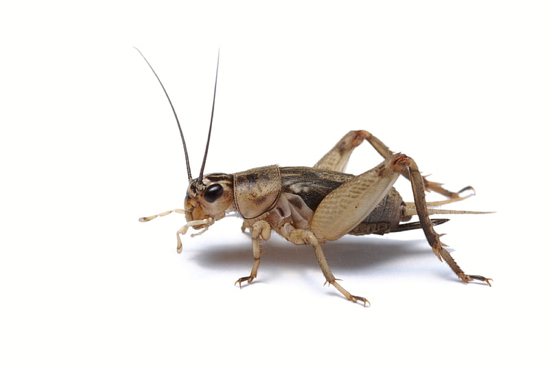 cricket, hopper, insect, animal, HD wallpaper