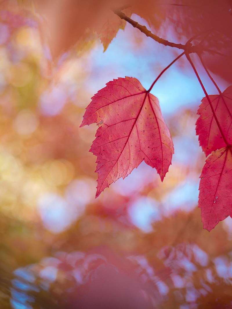 leaves, red, dry, macro, autumn, HD phone wallpaper
