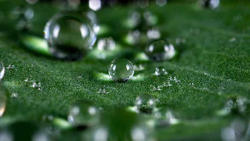 Water Droplets On Green Leaf Macro Shot Green, HD wallpaper