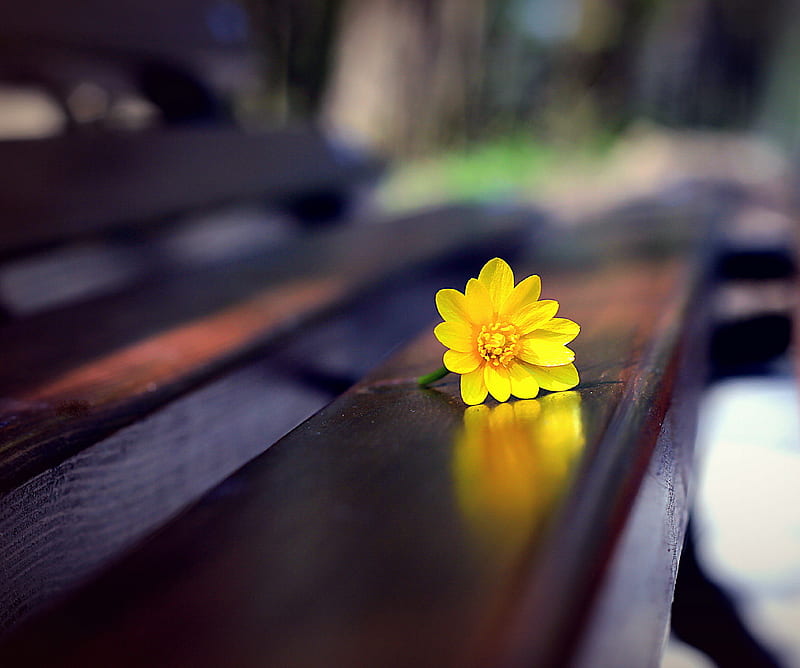 Lonely Flower, alone, flower, lonely, love, HD wallpaper | Peakpx