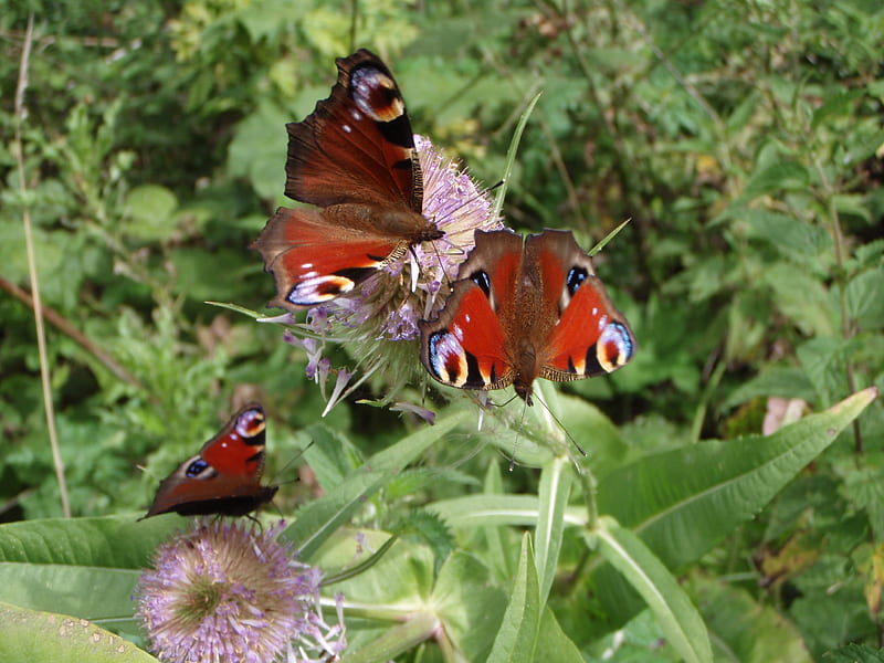 Peacock Butterflies, summer, shantyman, thistle, berkshire, HD wallpaper