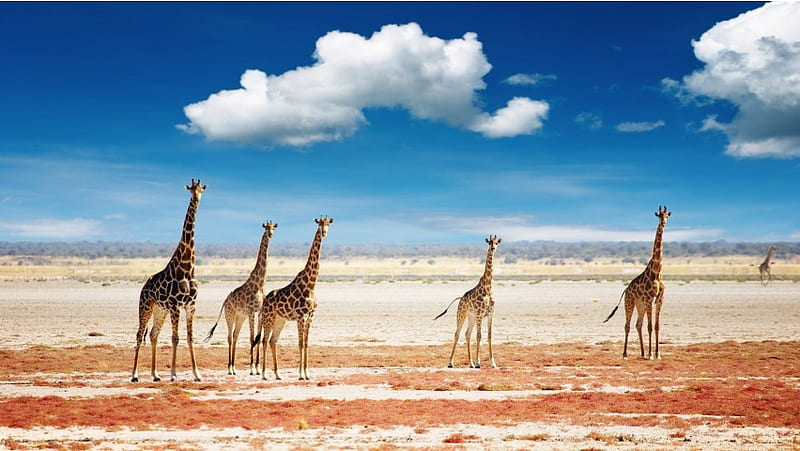 Herd Of Giraffes, HD wallpaper