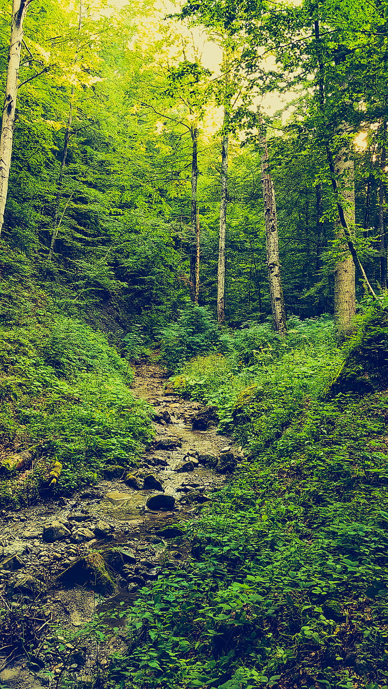 Forest spring, green, landscape, leaves, mountains, nature, spring, summer,  water, HD phone wallpaper | Peakpx