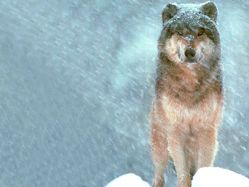 Wolf , snow, , wolf, storm, HD wallpaper