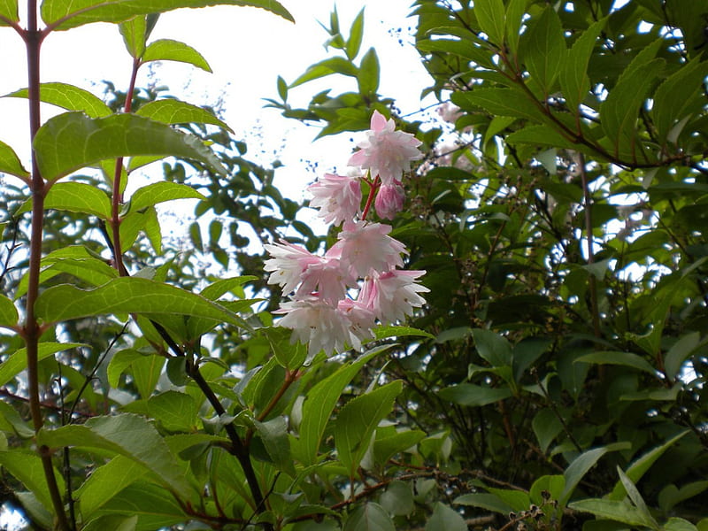 pink flowers from the garden, garden, flowers, nature, other, HD wallpaper