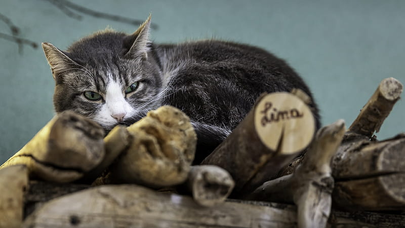 Black Cat Is Lying Down On Wooden Bench Kitten, HD wallpaper