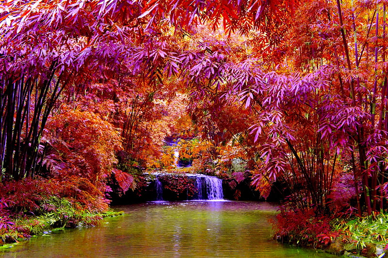 AUTUMN FOREST CREEK, forest, autumn, nature, creek, falls, HD wallpaper