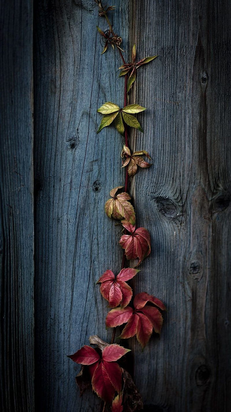 Hanging leaves, colorful, nature, wood, HD phone wallpaper