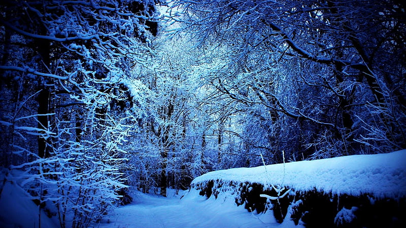 Mysterious Forest, forest, snow, nature, trees, blue, winter, HD