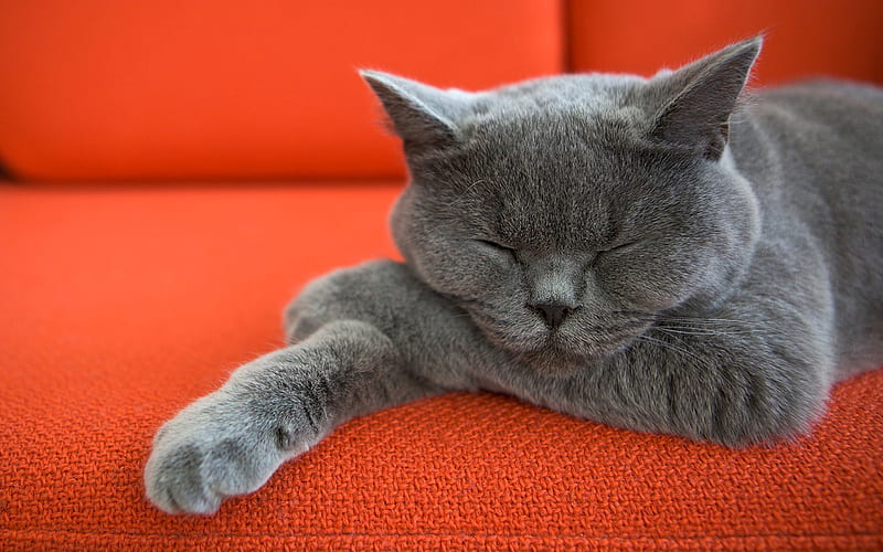 British Shorthair Cat, sleeping cat, close-up, gray cat, domestic cat, cats, cute animals, British Shorthair, HD wallpaper