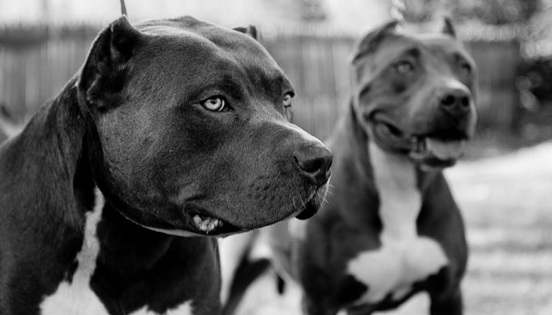 Brothers for Life, best friend, family, powerful, companion, black and white, playful, perfect, loyal, bonito, canine, sweet, graphy, big, beauty, gorgeous, dog, pitbull, guardian, smart, pet, guard dog, strong, funny, hop, HD wallpaper