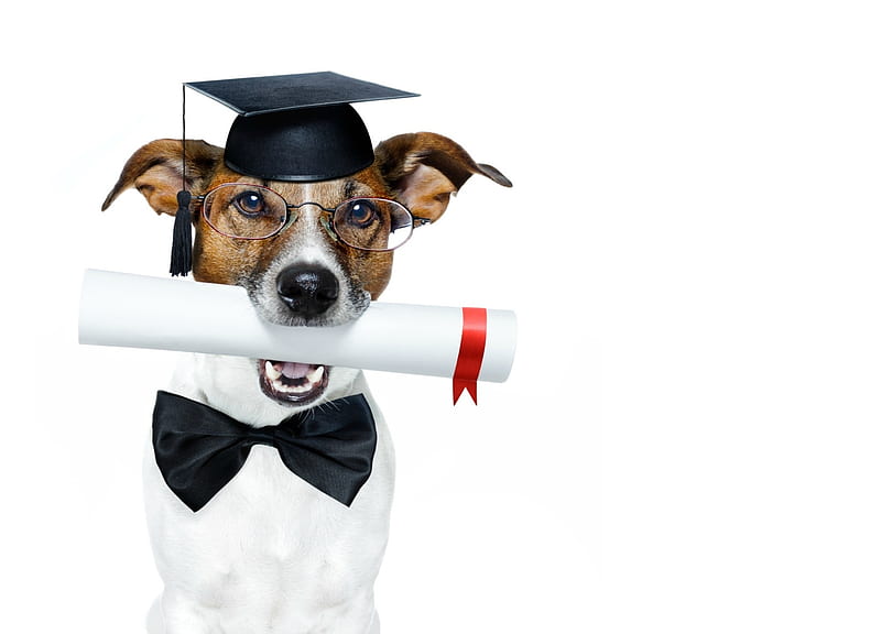 Happy Graduation!, caine, black, bow, animal, hat, school, jack russell terrier, funny, white, graduation, dog, HD wallpaper