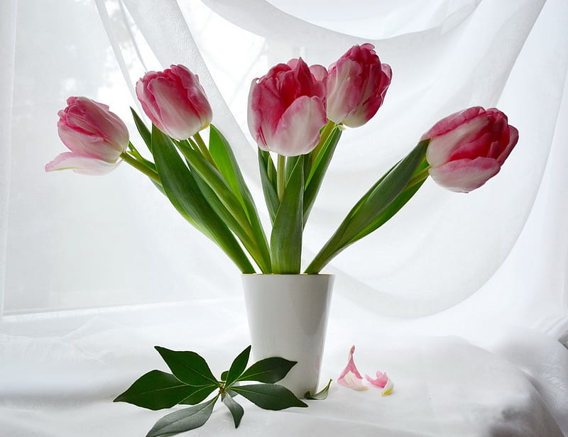 Tulips, still life, pink tulips, flowers, vase, colors, bonito, HD ...