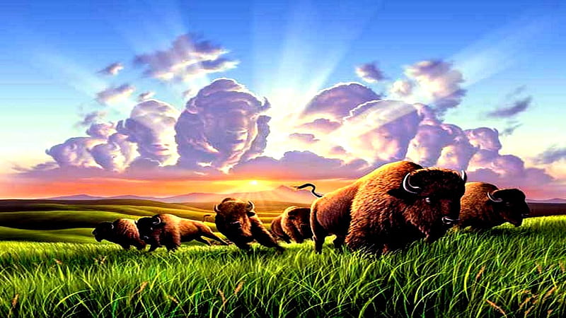 BUFFALO, plains, sky, clouds, HD wallpaper | Peakpx