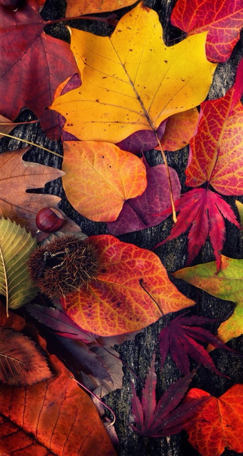 Acción de gracias, hojas, otoño, Fondo de pantalla de teléfono HD | Peakpx