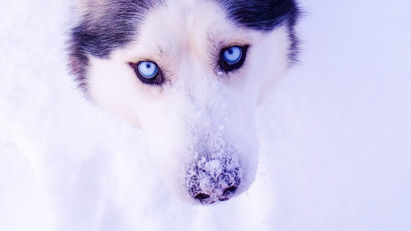 Siberian Husky, Animals, Dogs, Husky, HD Wallpaper | Peakpx