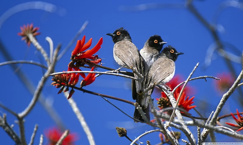 Three birds etosha national park Namibia, bird, animal, africa, naturte, namibia, HD wallpaper