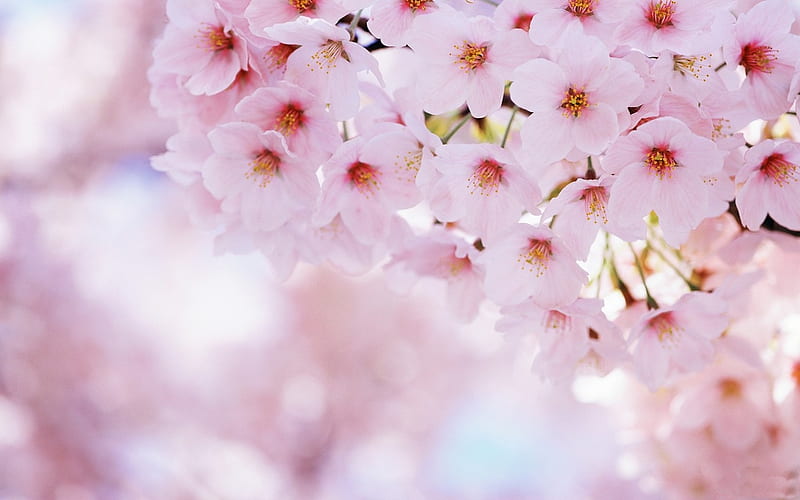 Cherry Blossom, springtime, spring, tree, blossom, blossoms, flower, flowers, nature, petals, pink, cherry, HD wallpaper