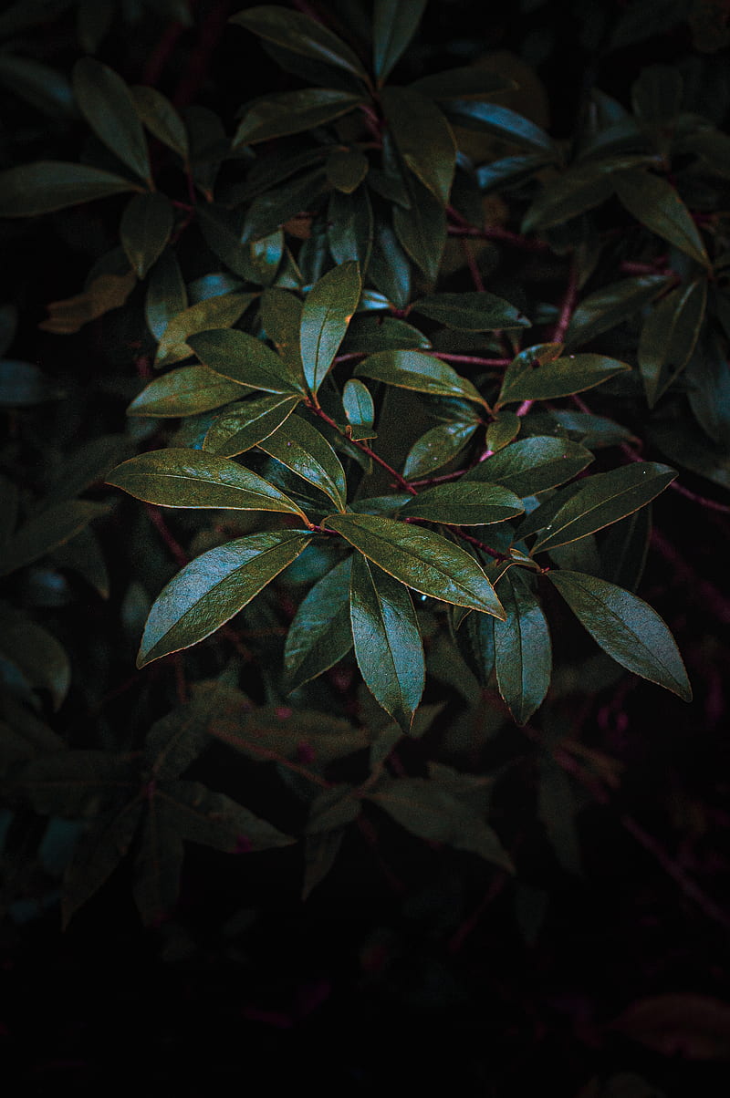 leaves, branch, glossy, dark, HD phone wallpaper