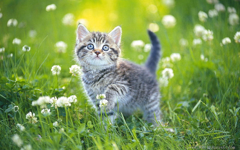 kitten in the grass, Cut, Animal, Kitten, Flowers, HD wallpaper