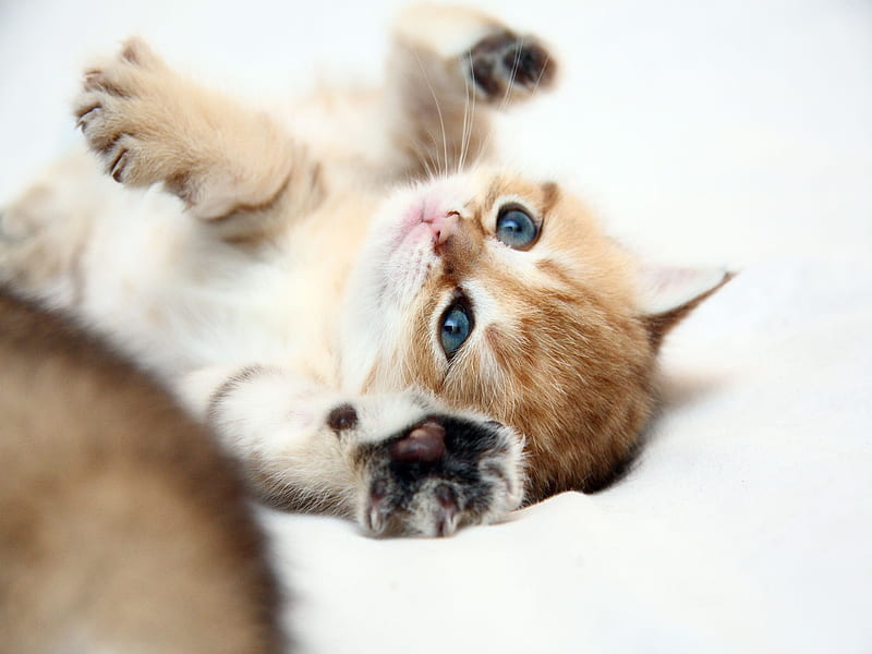 Cute Kitten, lovely, kitty, bonito, cat, cat face, sweet, cute, graphy, paws, beauty, face, kitten, eyes, cats, animals, HD wallpaper