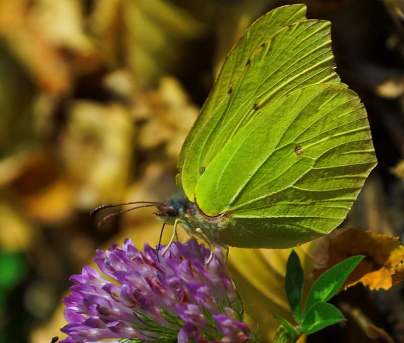 butterfly, bug, grass, flower, nature, leaf, HD wallpaper