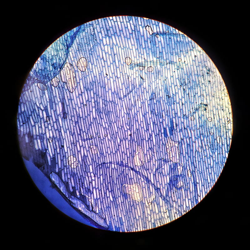 m microscopica, cebola, cell, celula, celular, ciencia, laboratorio, microscope, microscopio, onion, science, HD phone wallpaper