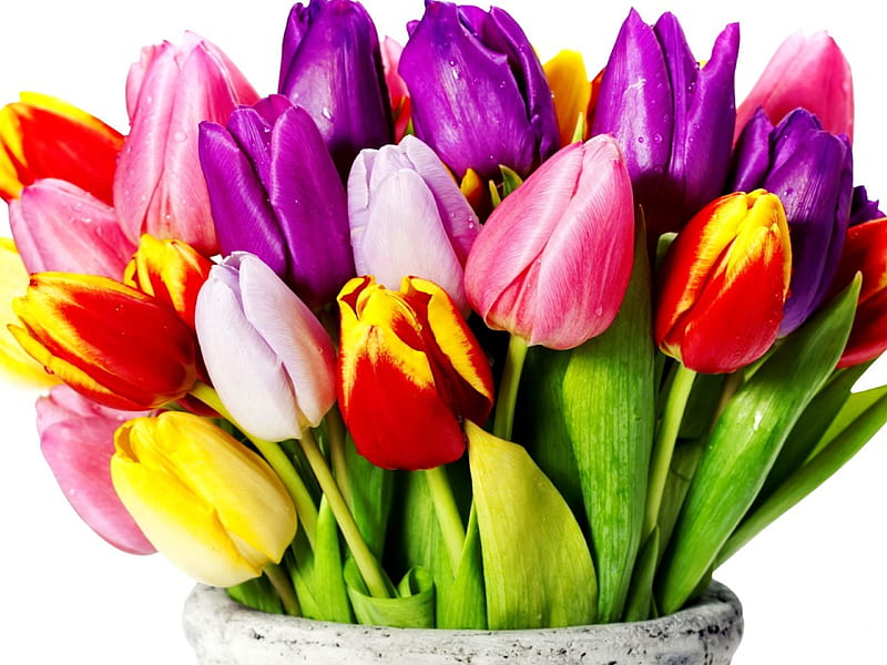 Tulips with different colors, pretty, colorful, lovely, fresh, colors, bonito, gift, nice, bouquet, flowers, tulips, HD wallpaper