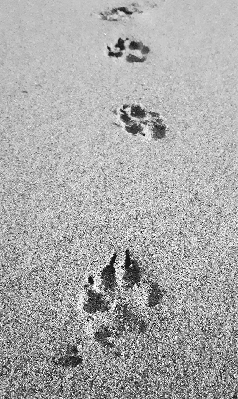 Paws In Sand, 2020, animals, beach, black-and-white, dogs, ocean, pets, graphy, HD phone wallpaper