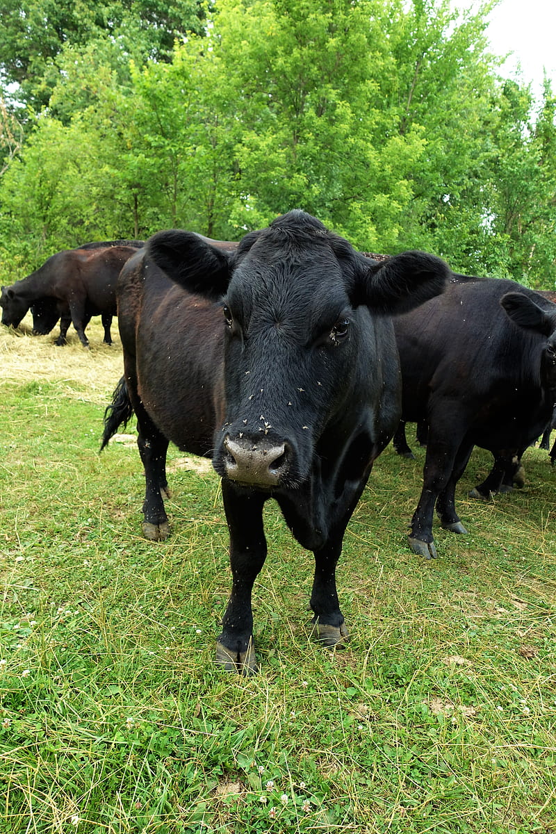 Black Angus Cow, black cow, farm, minnesota, HD phone wallpaper