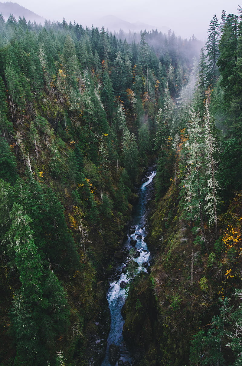 Vance Creek, Milli, Pnw, Samsung, Sony, love, andorra, anime, art, bonito, black, canon, fog, forest, forrest, fortnite, funny, green, groot, iOS, iPhone, landscape, love, minions, moody, nature, graphy, pink floyd, queen, sad, still, wanderlust, waterfall, weird, whatsapp, woods, wow, HD phone wallpaper