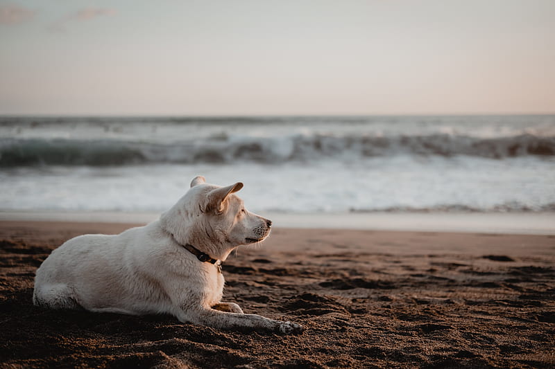dog, white, beach, sand, sea, HD wallpaper