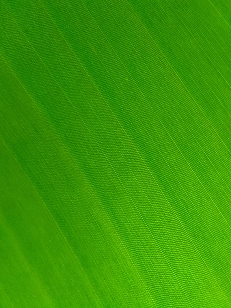 leaf, macro, green, veins, stripes, texture, HD phone wallpaper
