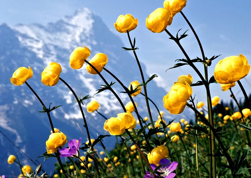 Alpine Flowers, pretty, Alps, Flowers, Nature, HD wallpaper
