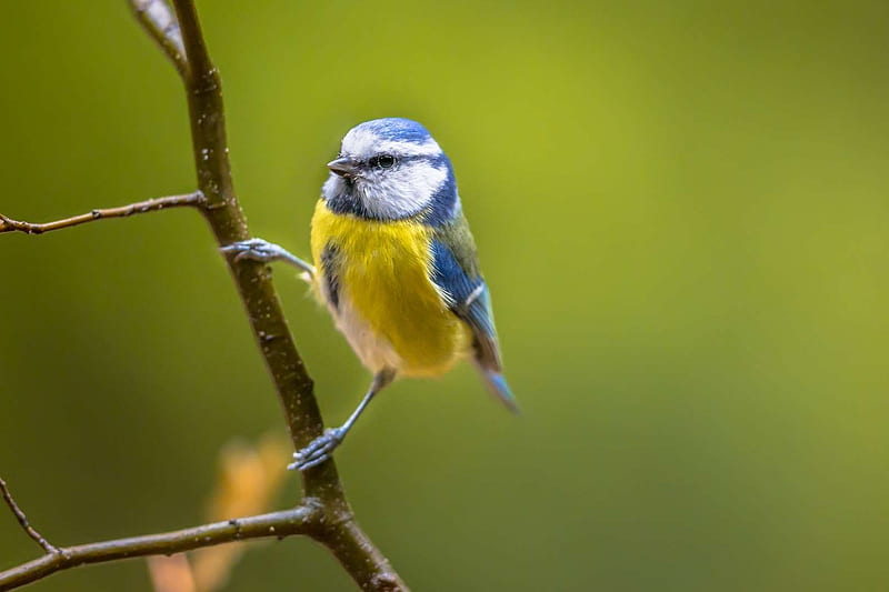 Eurasian Blue Tit, Tit, Paridae, Blue tit, Prefers insects and spiders for food, Small passerine bird, Bird, Can also eat seeds and other vegetable based foods, HD wallpaper