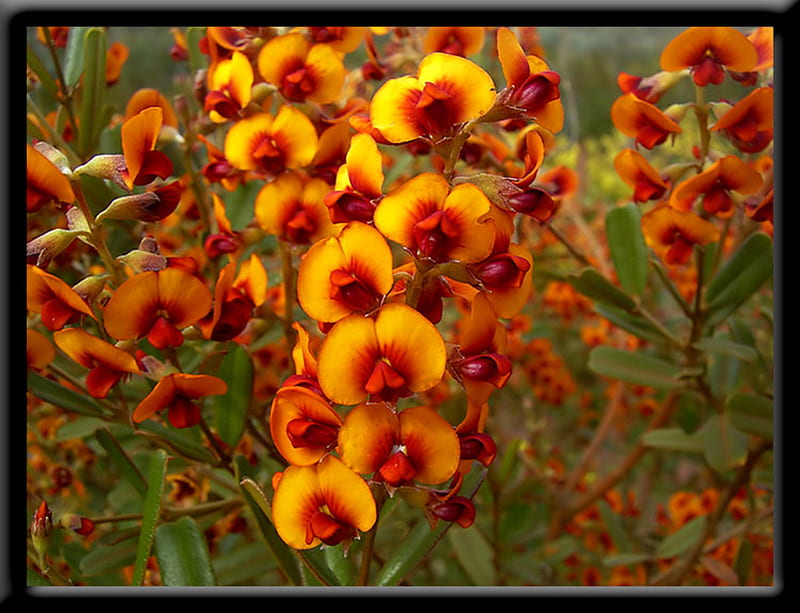 Flame Peas, orange, flower, australia, yellow, native, HD wallpaper