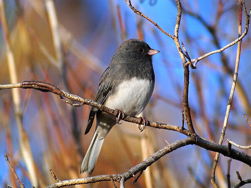 Grey Bird, gris, cute, bird, HD wallpaper | Peakpx