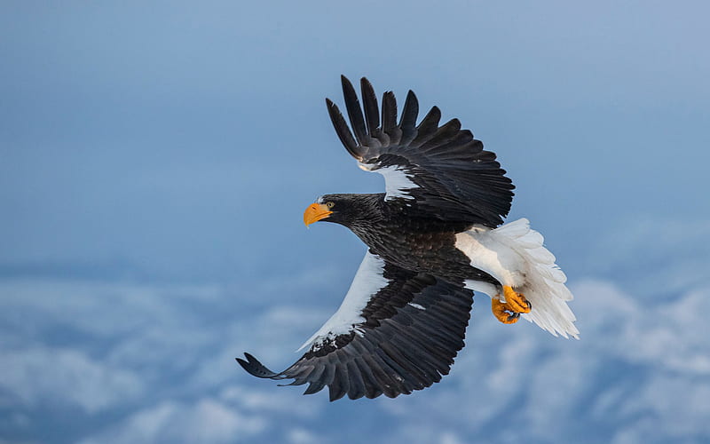 Stellers sea eagle, predatory bird, eagle, wildlife, beautiful bird, HD wallpaper