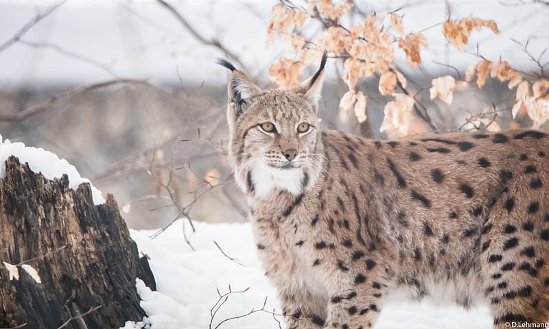 Lynxes , lynx, animals, HD wallpaper