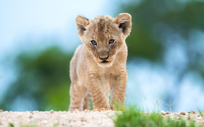 little lion cub, Africa, wildlife, small predator, lions, HD wallpaper