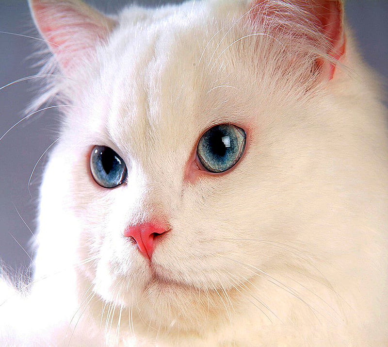 Beautiful Cat, HD wallpaper