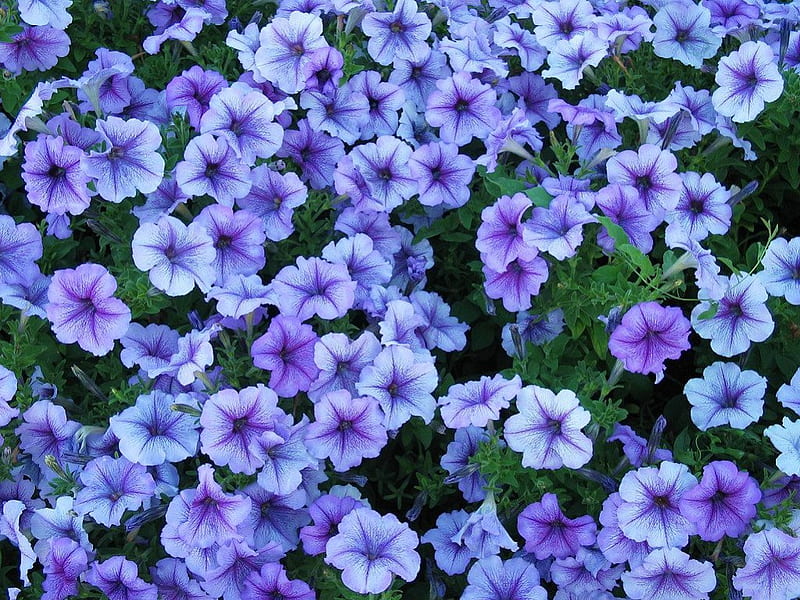 Happy Violet Petunias, pretty, warm, abstract, happy, round, green, flowers, garden, nature, petals, violet, blooms, petunias, star, nectar, HD wallpaper