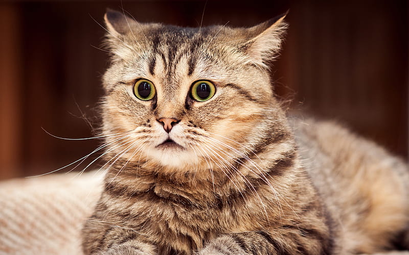 Cymric Cat muzzle, pets, cute animals, cats, domestic cat, Cymric, HD wallpaper