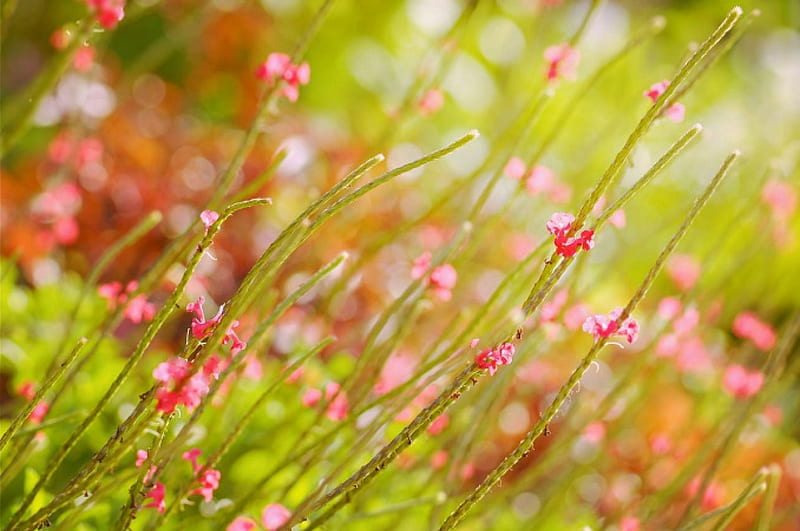 Flores, desenfoque de movimiento, verano, reflejos, rosa, campo, Fondo de  pantalla HD | Peakpx